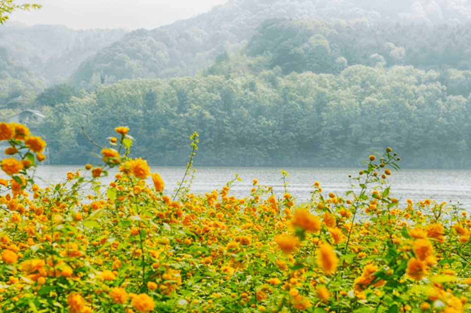 Top Things to Do in Korea During Spring