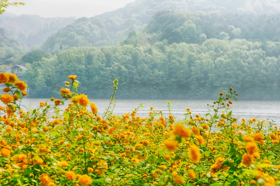 Top Things to Do in Korea During Spring